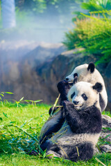 Mother Panda Yuan Yuan and her baby Panda Yuan Meng are Snuggling and eating bamboo in the morning, zoo beauval, France