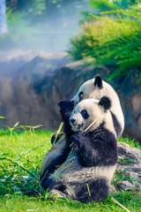 Gardinen Panda Mother Panda Yuan Yuan and her baby Panda Yuan Meng are Snuggling and eating bamboo in the morning, zoo beauval, France  © Daniel X D