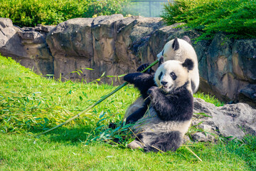 Mother Panda Yuan Yuan and her baby Panda Yuan Meng are Snuggling and eating bamboo in the morning, zoo beauval, France
