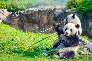 Mother Panda Yuan Yuan and her baby Panda Yuan Meng are Snuggling and eating bamboo in the morning, zoo beauval, France