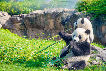 Mother Panda Yuan Yuan and her baby Panda Yuan Meng are Snuggling and eating bamboo in the morning, zoo beauval, France