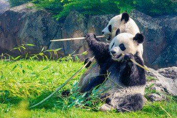 Mother Panda Yuan Yuan and her baby Panda Yuan Meng are Snuggling and eating bamboo in the morning, zoo beauval, France