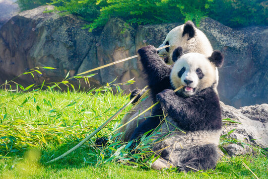Mother Panda Yuan Yuan and her baby Panda Yuan Meng are Snuggling and eating bamboo in the morning, zoo beauval, France