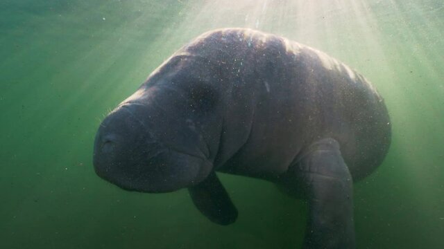 Underwater, slow motion, a large sunlit manatee swims in Crystal River, FL, USA