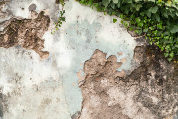 Closeup background texture of old weathered wall with cracks and moss.  Old wall partially covered with canarian ivy.