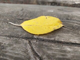 yellow leaf on the ground