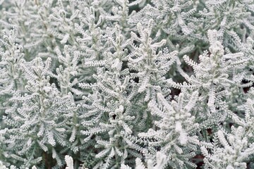 close up of cotton lavender for background