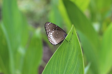 butterfly on the grass