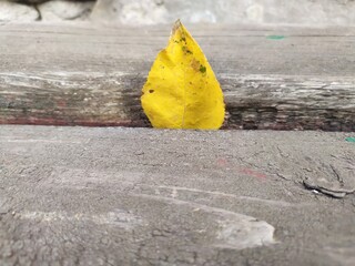 autumn leaves on asphalt