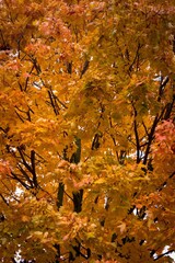 Yellow maple tree leaves