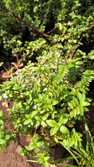 scenic view of green plants for multipurpose use