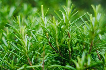 Obraz premium Rosemary bush background