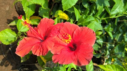 scenic view of hibiscus flowers for multipurpose use