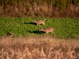 White Tail Deer