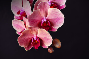 Pink orchid flowers on the black background