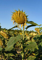 Raggedy Anne type sunflower in a field
