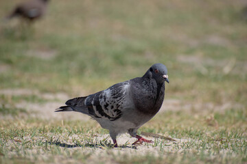Obraz premium Pigeon walking around