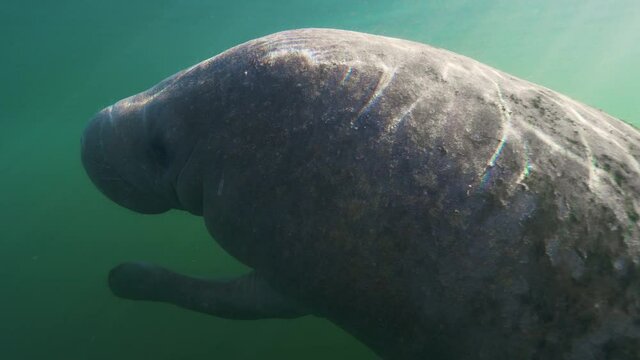 Underwater, slow motion, a playful manatee in murky waters of Crystal River, FL, USA