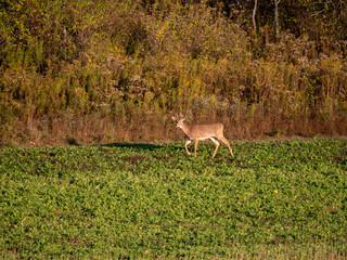 White Tail Deer