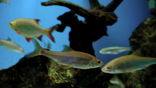 a flock of river fish roach, roach swims on a blue background, high-resolution video in 4K