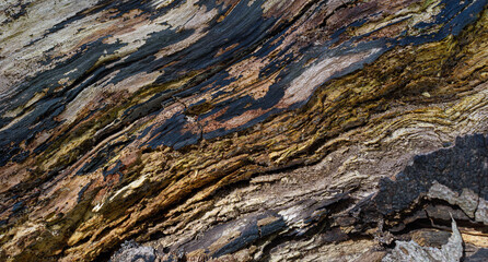 close-up of texture of tree bark