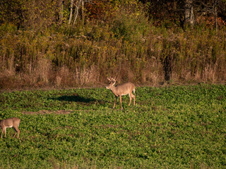White Tail Deer