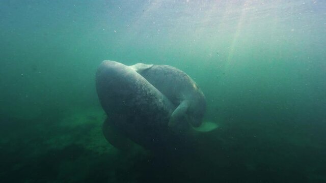 Underwater, slow motion, two backlit manatees in murky waters of Crystal River, FL, USA