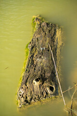 Close up on a gray tree trunk floating on the surface of brackish water