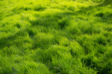Expanse of lush grass, close up	