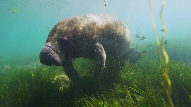 Underwater, slow motion, a manatee feeds on grass in the waters of Crystal River, FL, USA