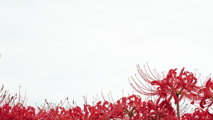 花・植物 彼岸花