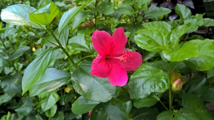 scenic view of Hibiscus or rosemallow flower