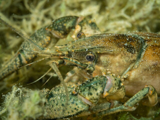 Crayfish, underwater photo. Invasive species in Hancza Lake. Macro shot, selective focus.