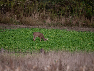 Obraz na płótnie Canvas Whitetail Deer