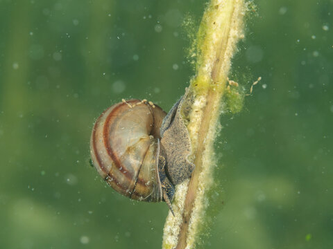 Macro shot of freshwater snail. Underwater photo,  Hancza lake, Poland. Selective focus