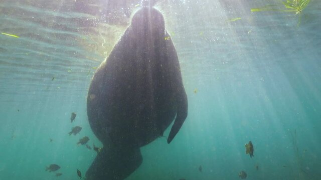Underwater, slow motion, a backlit manatee swims over grass, Crystal River, FL, USA