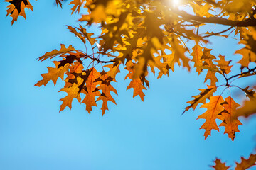 Red oak leaves on blue sky background
