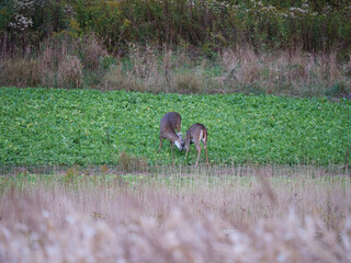 Whitetail Deer