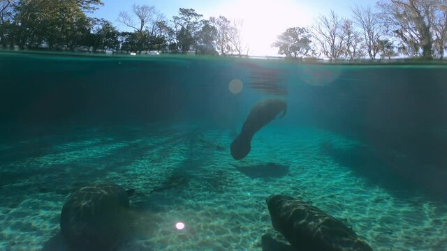Underwater, slow motion, manatees in Crystal River, FL, USA