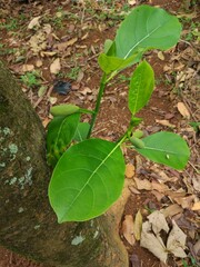 photo of jackfruit leaves