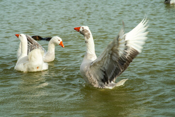 white goose spreading its wings, alongside its congeners	