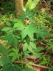 cassava leaf photo