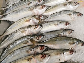 Frozen mackerel in a bucket