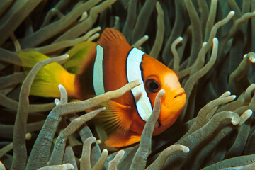 Naklejka na ściany i meble Orange-fin anemonefish (Amphiprion chrysopterus)