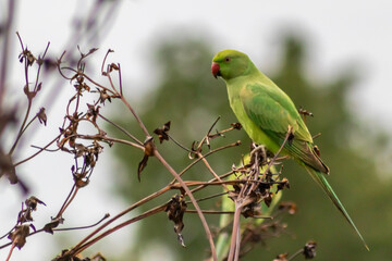 Green ring-necked parakeets with red beak and green feathers are exotic invaders in european nature with curious intelligence and green parrot sympathy