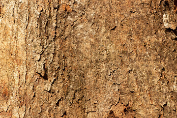 Old wooden texture background that has natural cracks