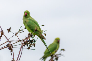 Green ring-necked parakeets with red beak and green feathers are exotic invaders in european nature with curious intelligence and green parrot sympathy