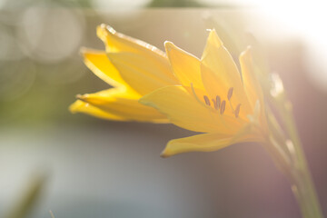 closeup of yellow flower, blurred sunny background