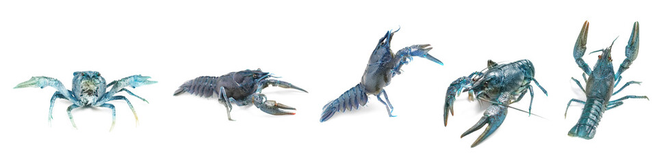 Set of blue crayfishes isolated on white. Banner design