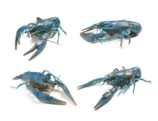Set of blue crayfishes isolated on white